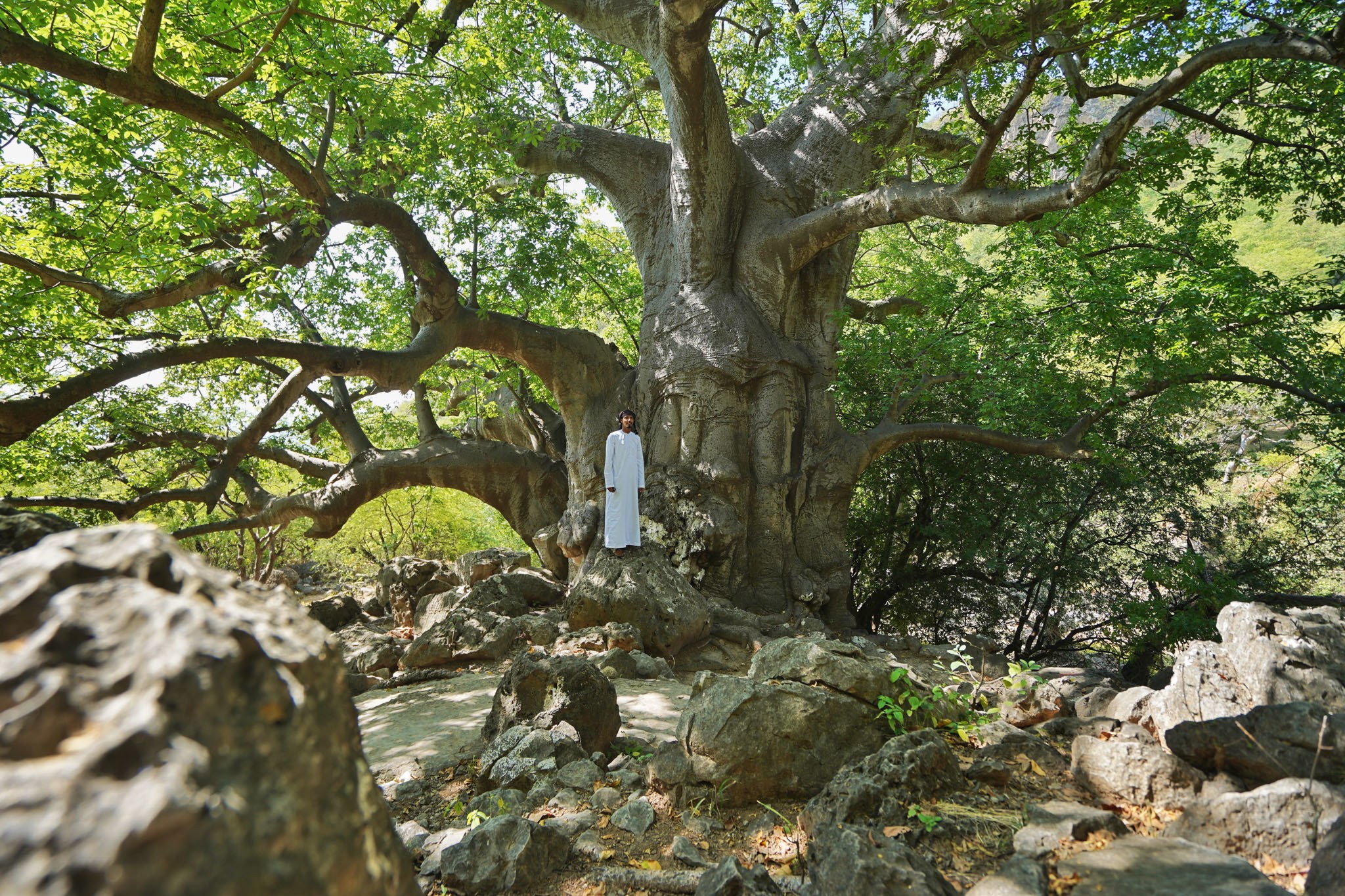 Über 3.000 Jahre alt ist dieser Baobab Baum im Wadi Hinna © Andreas Conrad