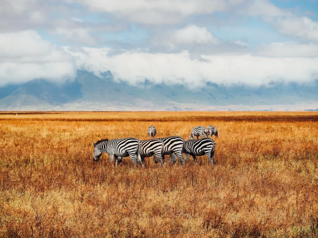 Safari in Afrika Luxussafari Singita Lodges