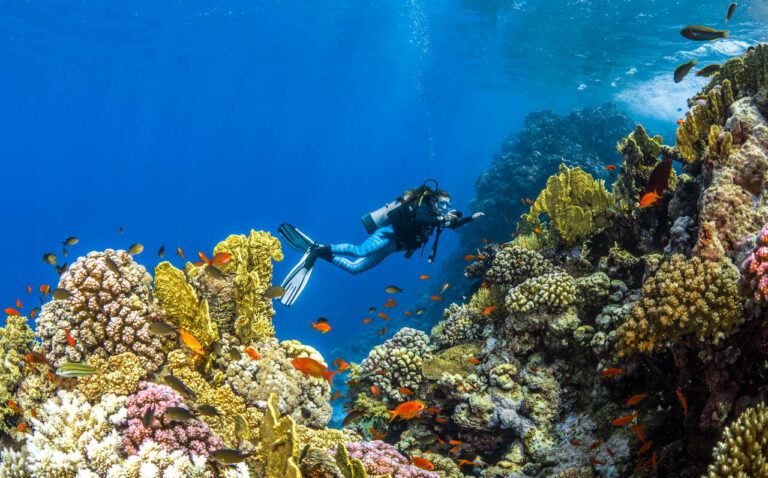 Schnorcheln, The Red Sea