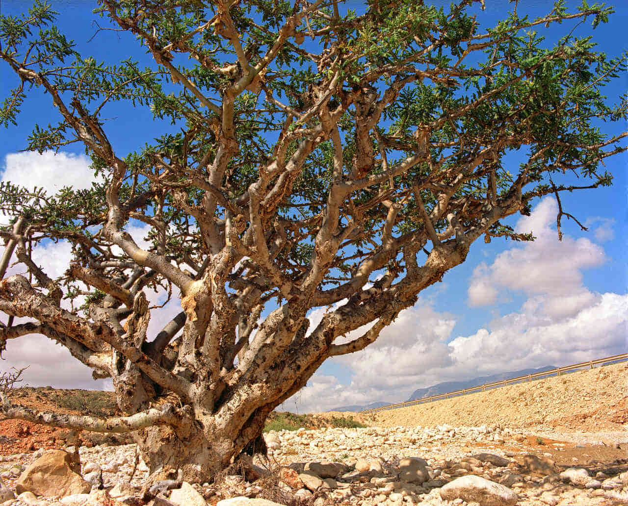 Weihrauchbaum Oman Reise